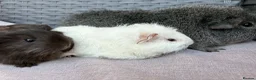 Guinea Pig rodents for sale: Bonded boars - Advert 6