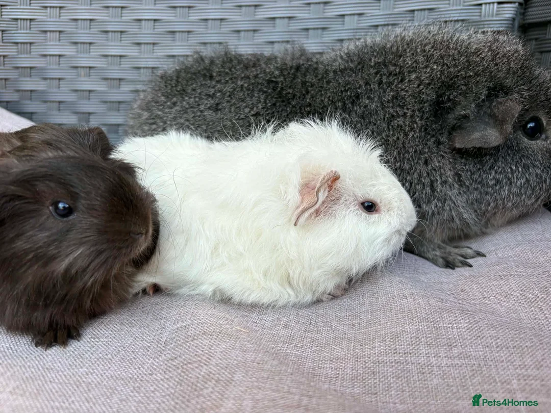 Guinea Pig rodents for sale: Bonded boars - Advert 6