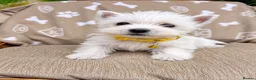 West Highland Terrier dogs for sale: Lovely KC Registered West Highland Terrier Puppies - Advert 6