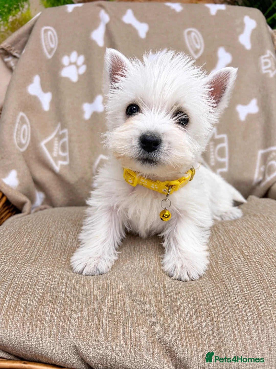 West Highland Terrier dogs for sale: Lovely KC Registered West Highland Terrier Puppies - Advert 6