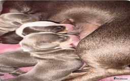 Miniature Dachshund dogs for sale: Miniature dachshund puppies  - Advert 2