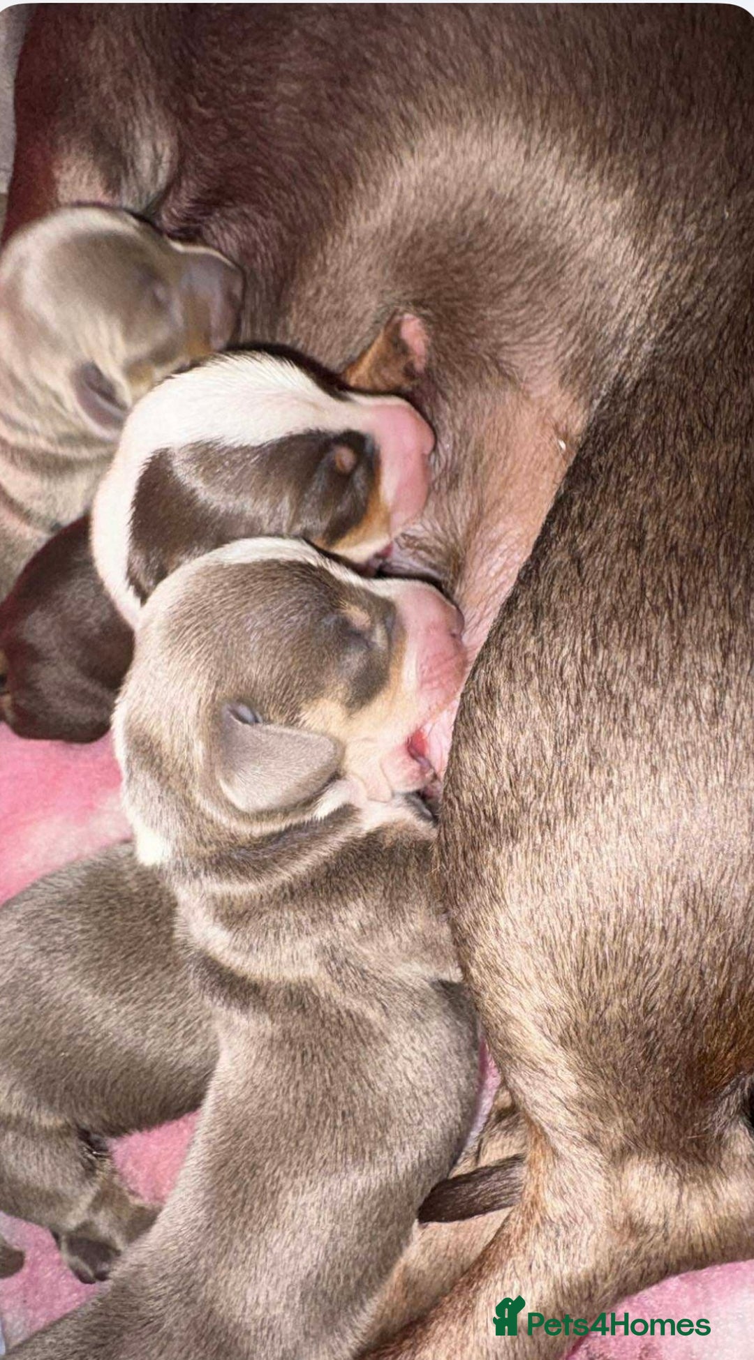 Miniature Dachshund dogs for sale: Miniature dachshund puppies  - Advert 2