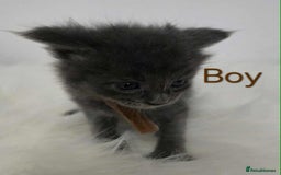 Maine Coon cats for sale: 3 Maine coon kittens. - Image 19
