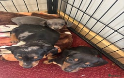 Dachshund dogs for sale: READY to leave dachshund puppy’s for sale  - Image 31