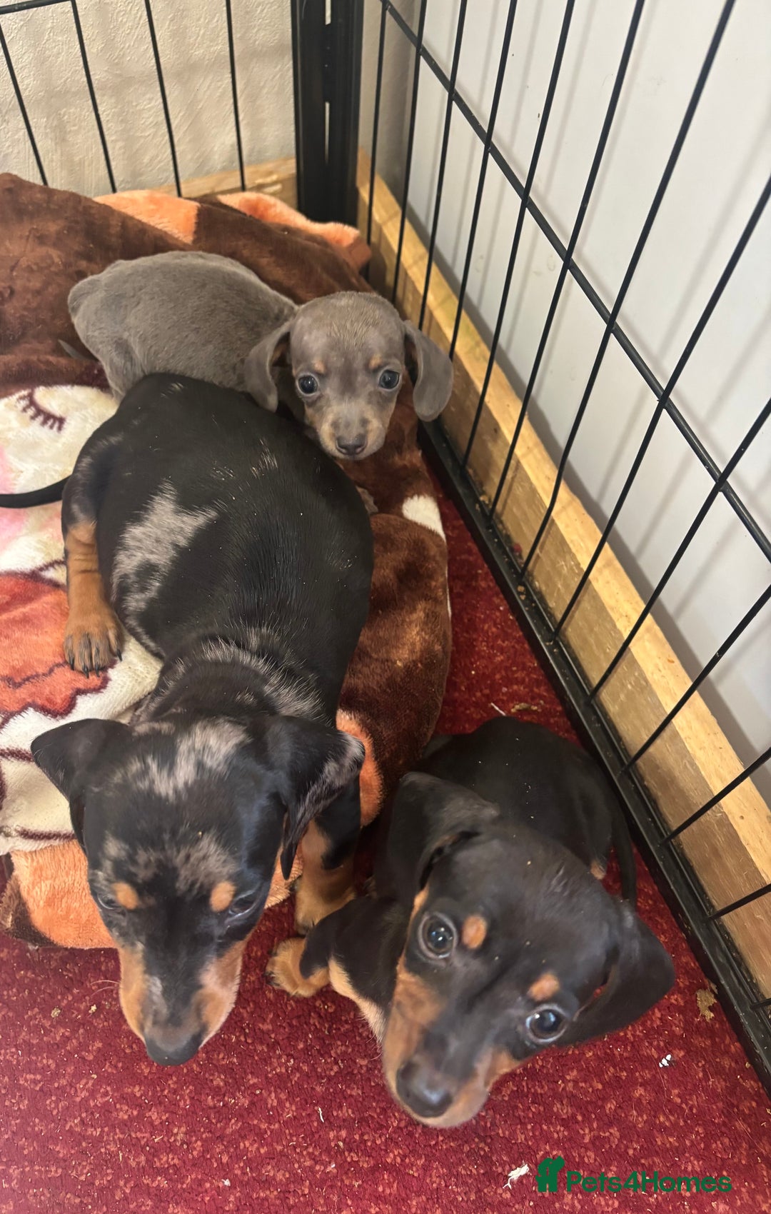 Dachshund dogs for sale: READY to leave dachshund puppy’s for sale  - Image 31