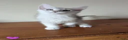 Maine Coon cats for sale: Maine Coon Kittens  - Advert 8