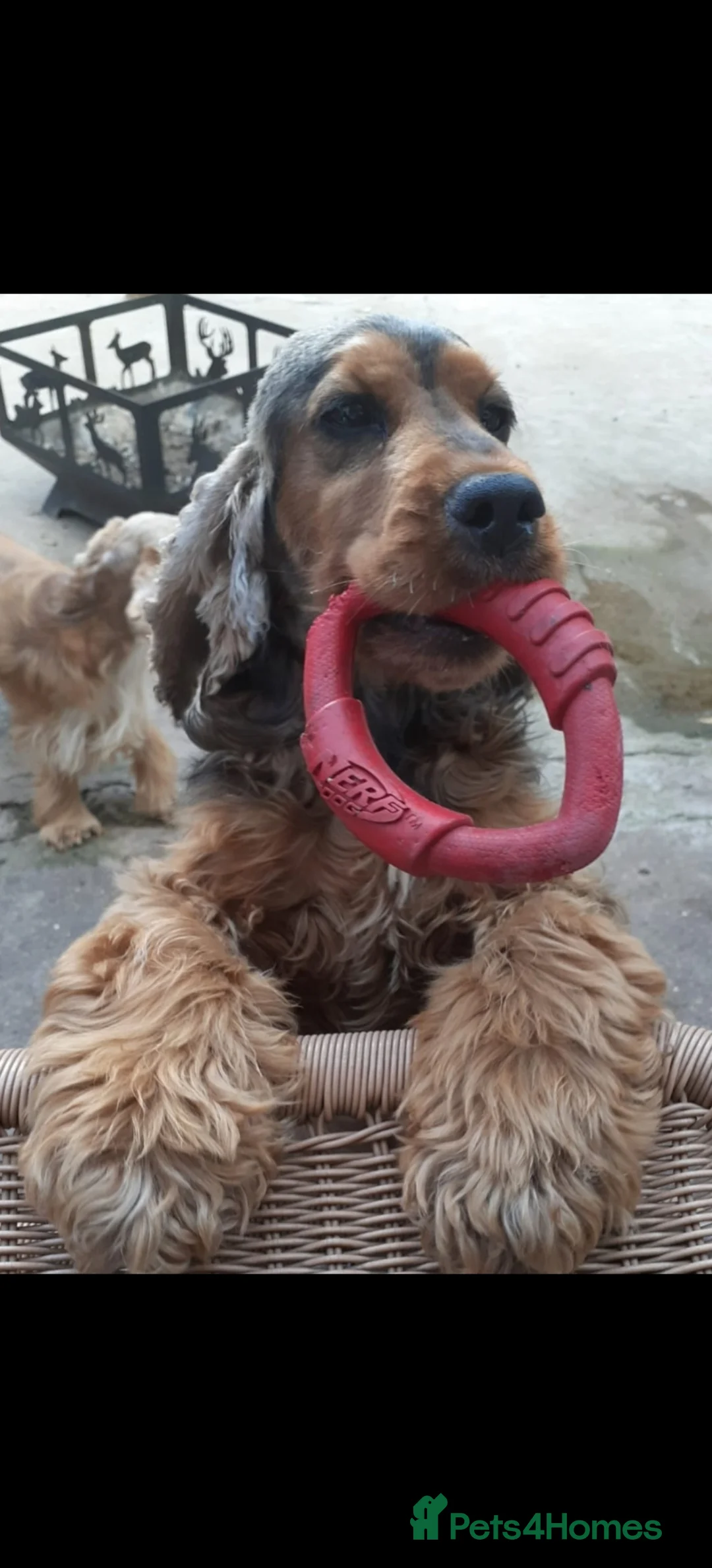 Cocker Spaniel dogs for sale: 2 Show Type Cocker Spaniels Girls  - Advert 1