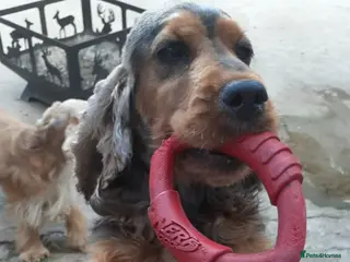 Cocker Spaniel dogs 2 Show Type Cocker Spaniels Girls - Advert 1