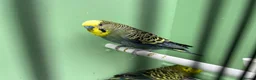 Budgerigars birds for sale: Budgies for Sale  - Advert 6