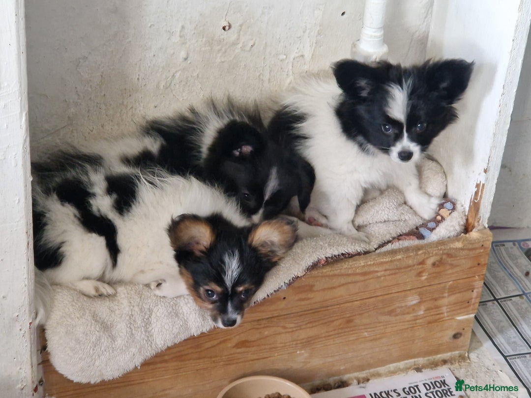 Papillon dogs for sale: Beautiful, Papillon boys in Cambridge - Image 1