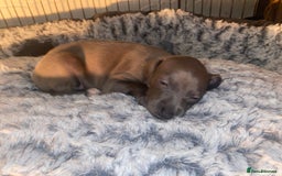 Italian Greyhound dogs for sale: ItalianGreyhound Puppies Ready4Their Forever Homes - Image 7