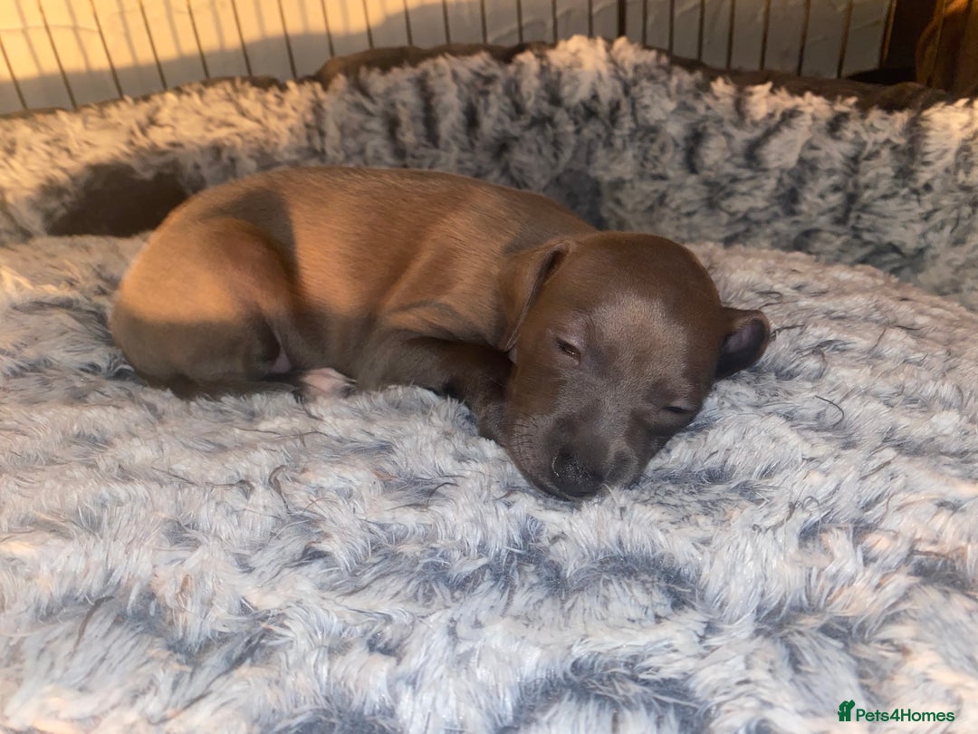 Italian Greyhound dogs for sale: ItalianGreyhound Puppies Ready4Their Forever Homes - Image 7