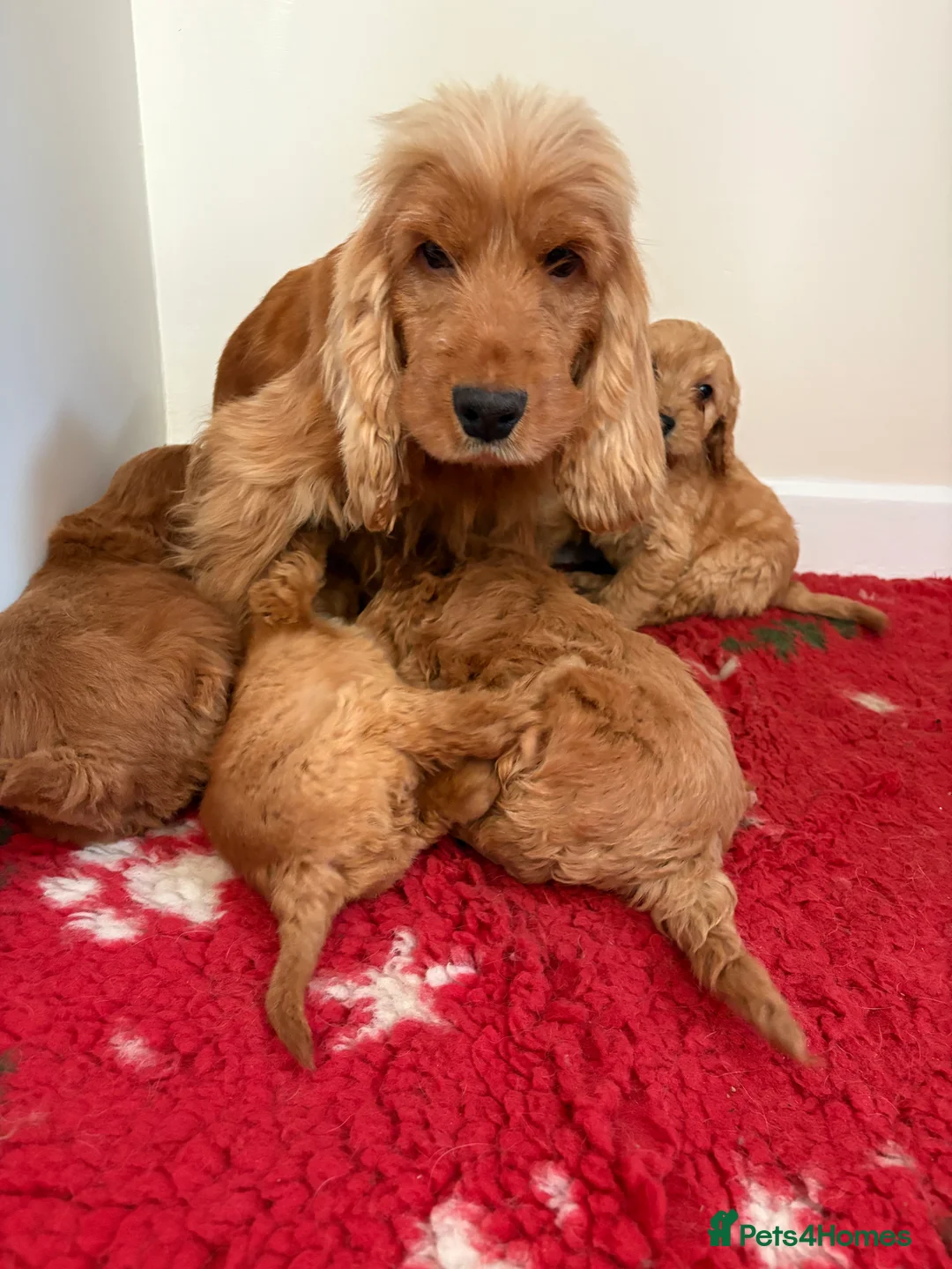 Cockapoo dogs for sale: 4 stunning cockapoo puppies for sale  - Advert 2