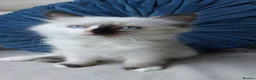 Ragdoll cats for sale: STUNNING Ragamese Kittens Ready to Leave - Advert 9