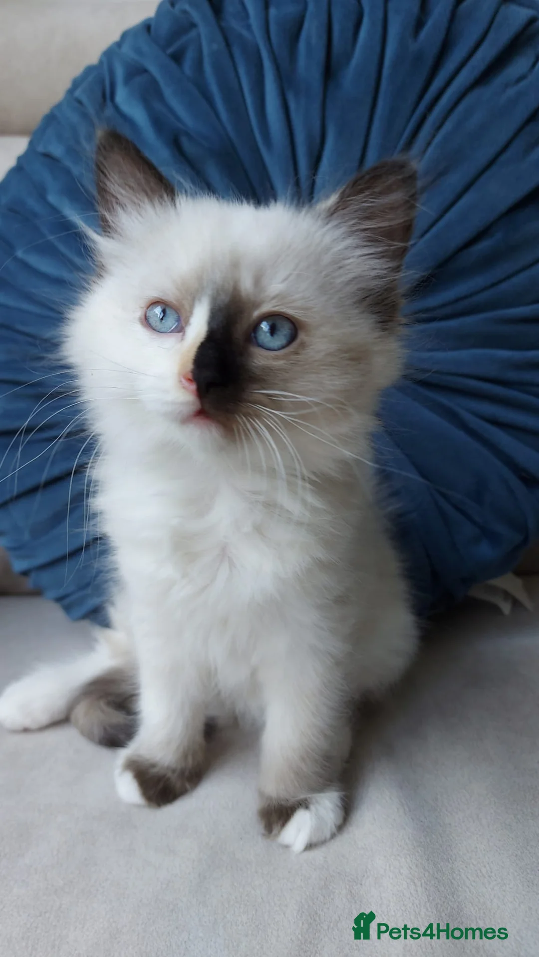 Ragdoll cats for sale: ONLY 2 LEFT Stunning Ragamese Kittens - Advert 30