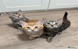 Mixed Breed cats for sale: Kittens looking for a loving home  - Image 1