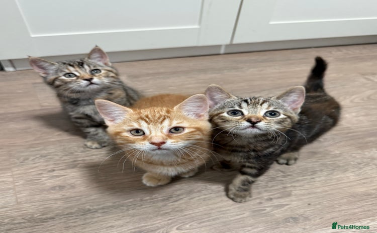 Mixed Breed cats - Advert 14