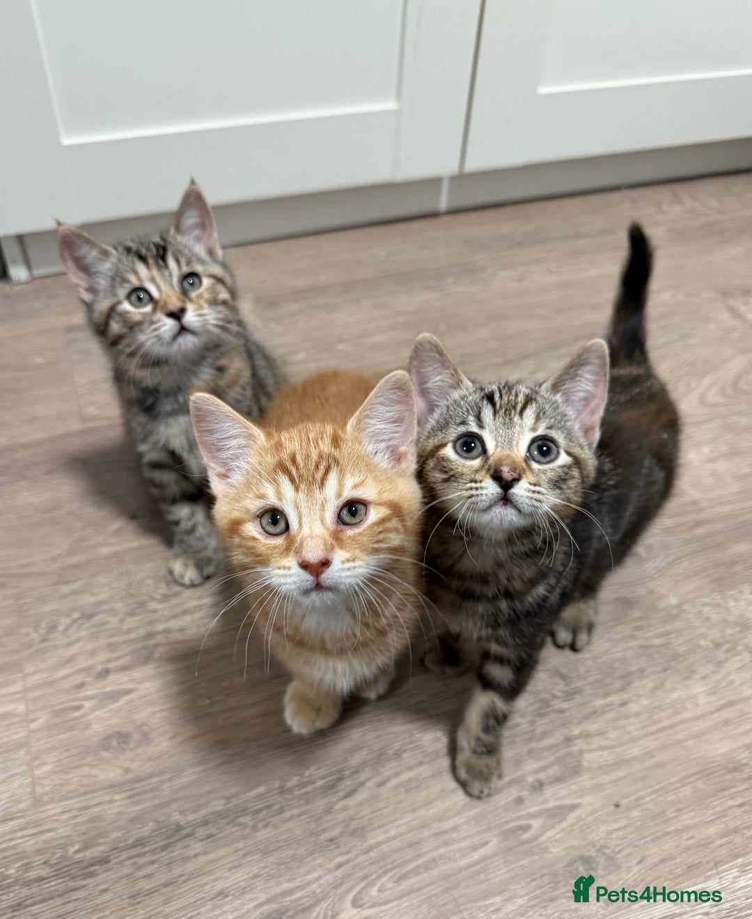 Mixed Breed cats for sale: Kittens looking for a loving home  - Image 1