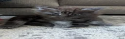 Maine Coon cats for sale: 3 maine coon kittens  - Advert 12
