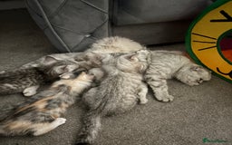 Scottish Fold cats for sale: SCOTTISH FOLD FEMALE KITTENS - Image 8