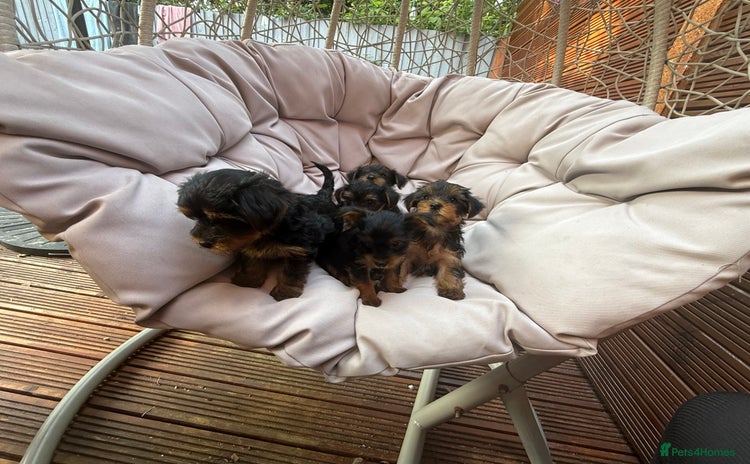 Yorkshire Terrier dogs - Advert 1