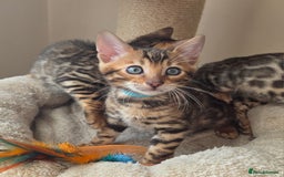 Bengal cats for sale: ✨ Bengal TICA Registered kittens Available ✨🐱 - Image 24