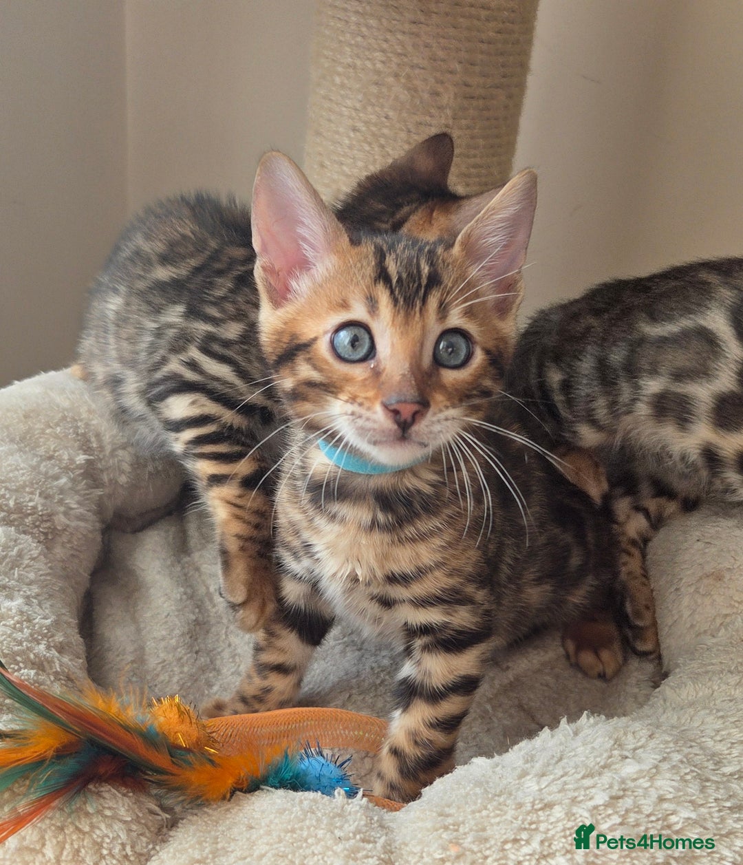 Bengal cats for sale: ✨ Bengal TICA Registered kittens Available ✨🐱 - Image 24