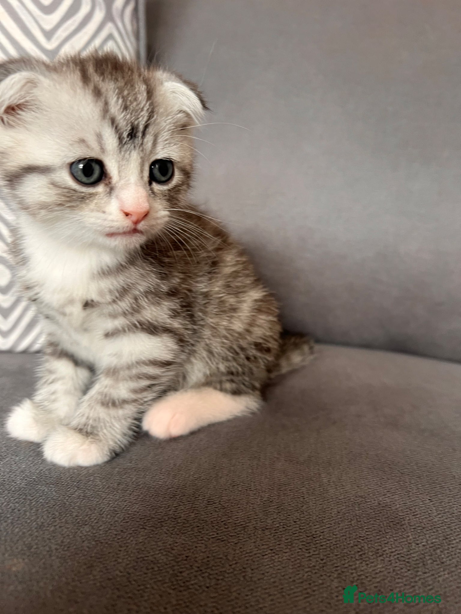 Scottish Fold Kitten 1