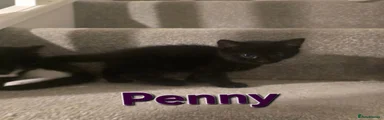 PENNY 