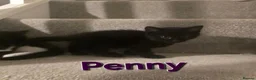 Mixed Breed cats for sale: 6 loving kittens looking for Forever homes  - Advert 12