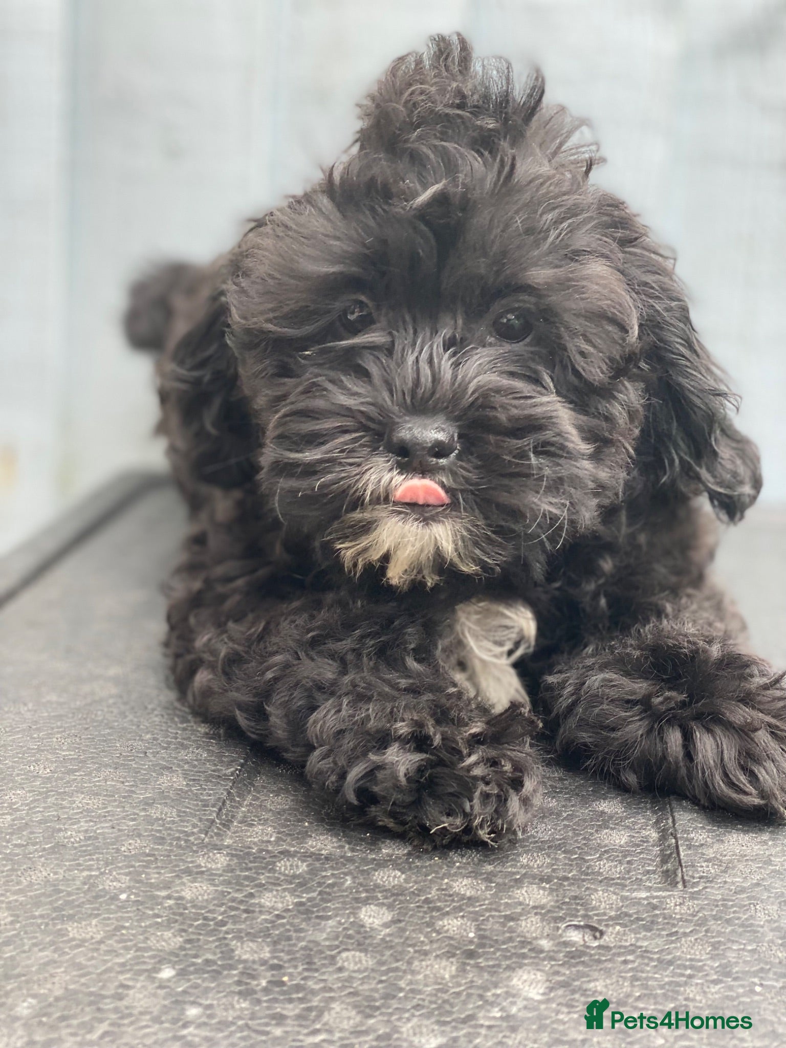 Shihpoo dogs Health Tested,READY TO GO - Advert 1
