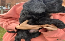 Cockapoo dogs for sale: Cockapoo pups - Image 17