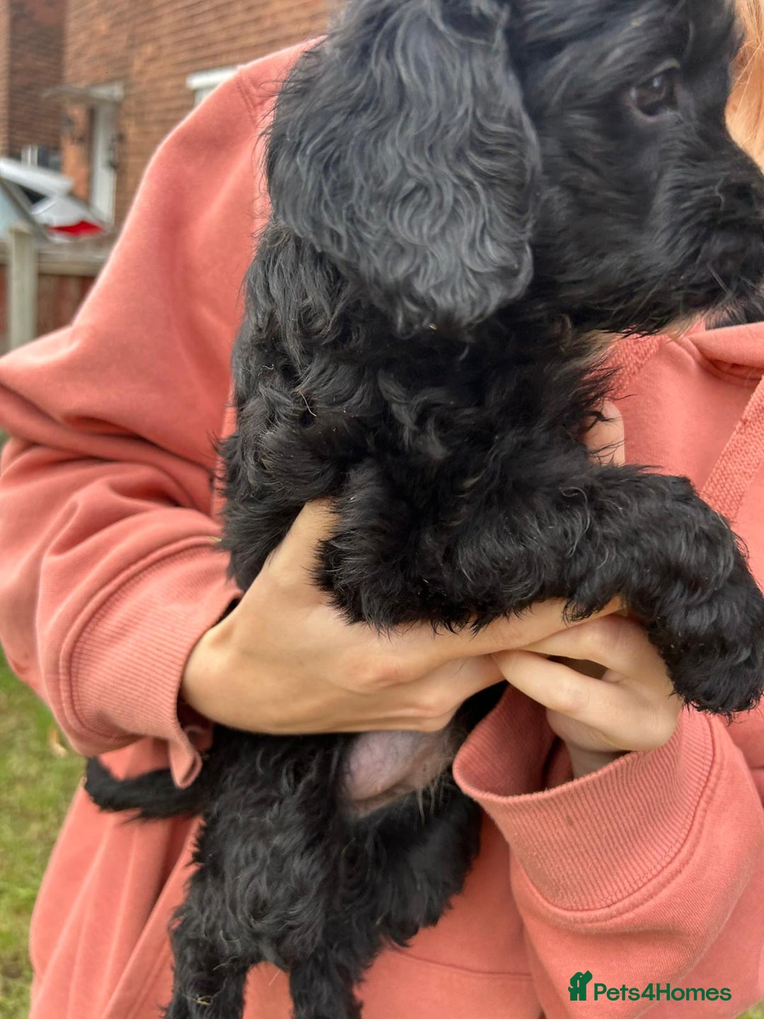 Cockapoo dogs for sale: Cockapoo pups - Image 17