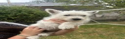 West Highland Terrier dogs for sale: West highland terrier puppies - Advert 4
