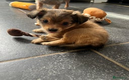 Mixed Breed dogs for sale: X2 Dauchshund/ Pomeranian pups - Image 13