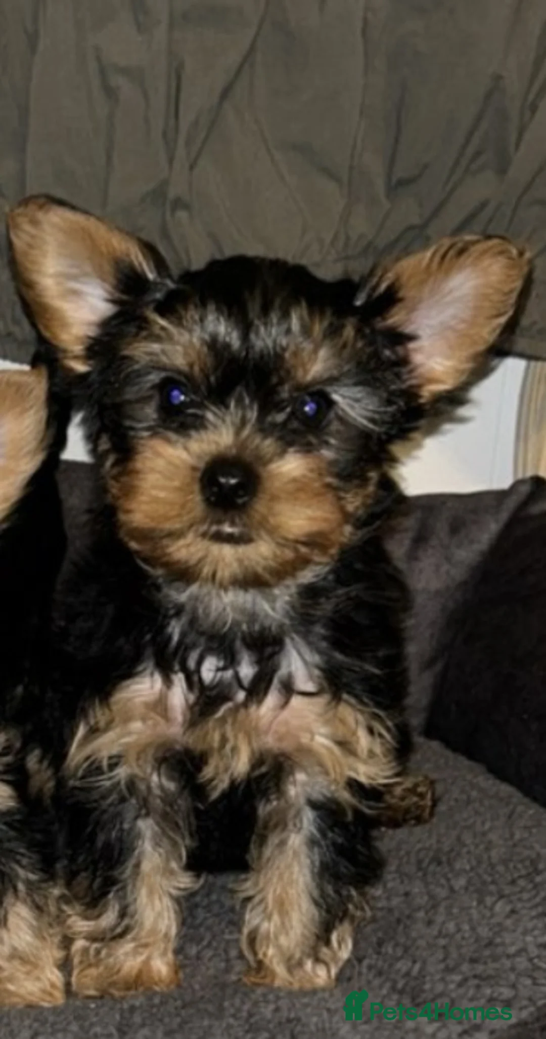 Yorkshire Terrier dogs for sale: Tiny Yorkshire terriers - Advert 2