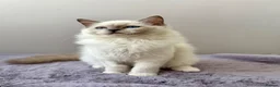 Ragdoll cats for sale: TICA registered blue mitted radoll kitten - Advert 11