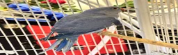 Ringnecks birds for sale: Blue ringneck and alexandrine  baby’s  - Advert 3