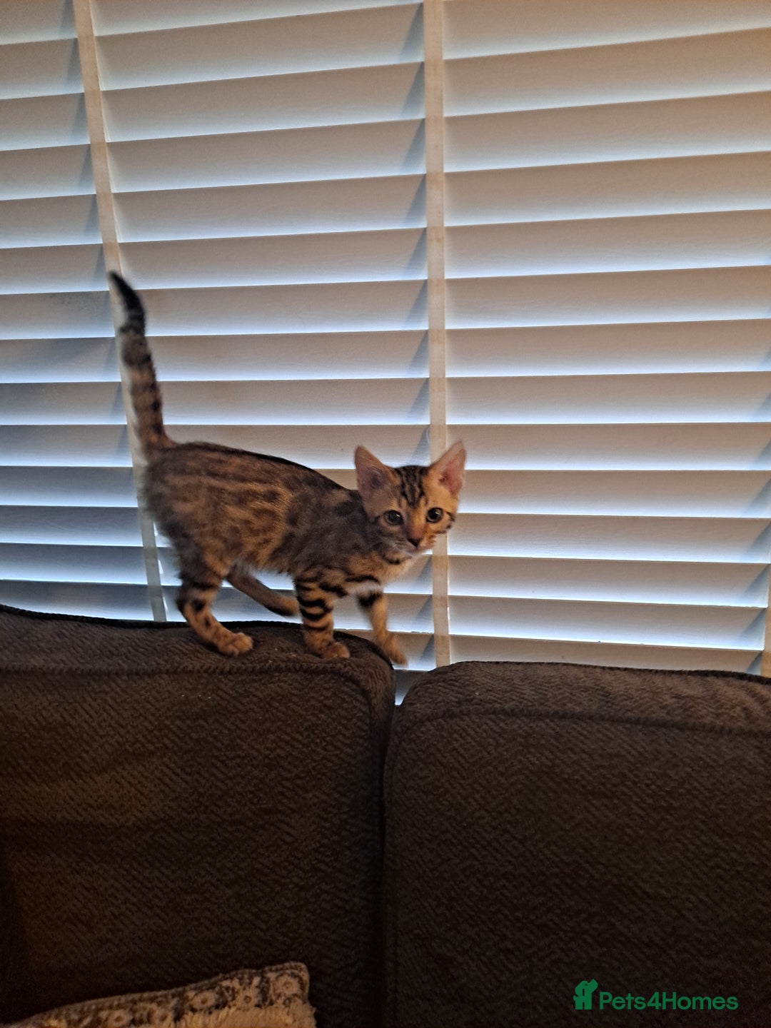 Bengal cats for sale: Beautiful pure begal kittens - Advert 8