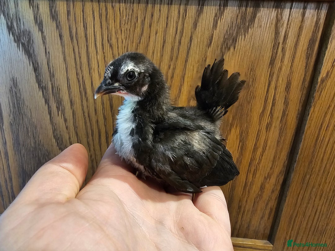 Chickens poultry for sale: Serama chicks and serama X silkie chicks - Image 3