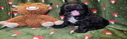 Cocker Spaniel dogs for sale: GORGEOUS, CH LINE, HEALTH TESTED SHOW COCKERS 💕 - Advert 8