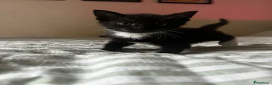 Ragdoll Kitten 2