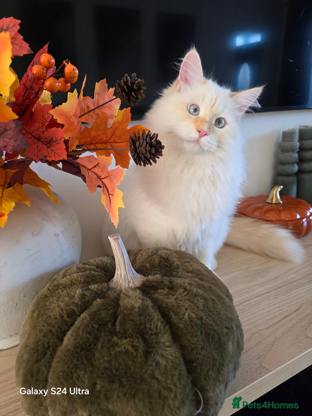 Siberian cats for sale: Adorable flame point Neva Masquerade Siberian boy - Image 4