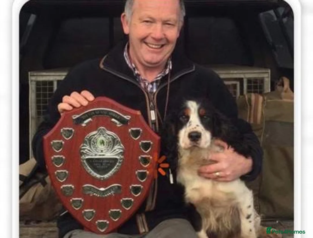 Cocker Spaniel dogs for stud: ROO KC dna clear ☑️ tri cocker spaniel in Blaydon-on-Tyne - Advert 6