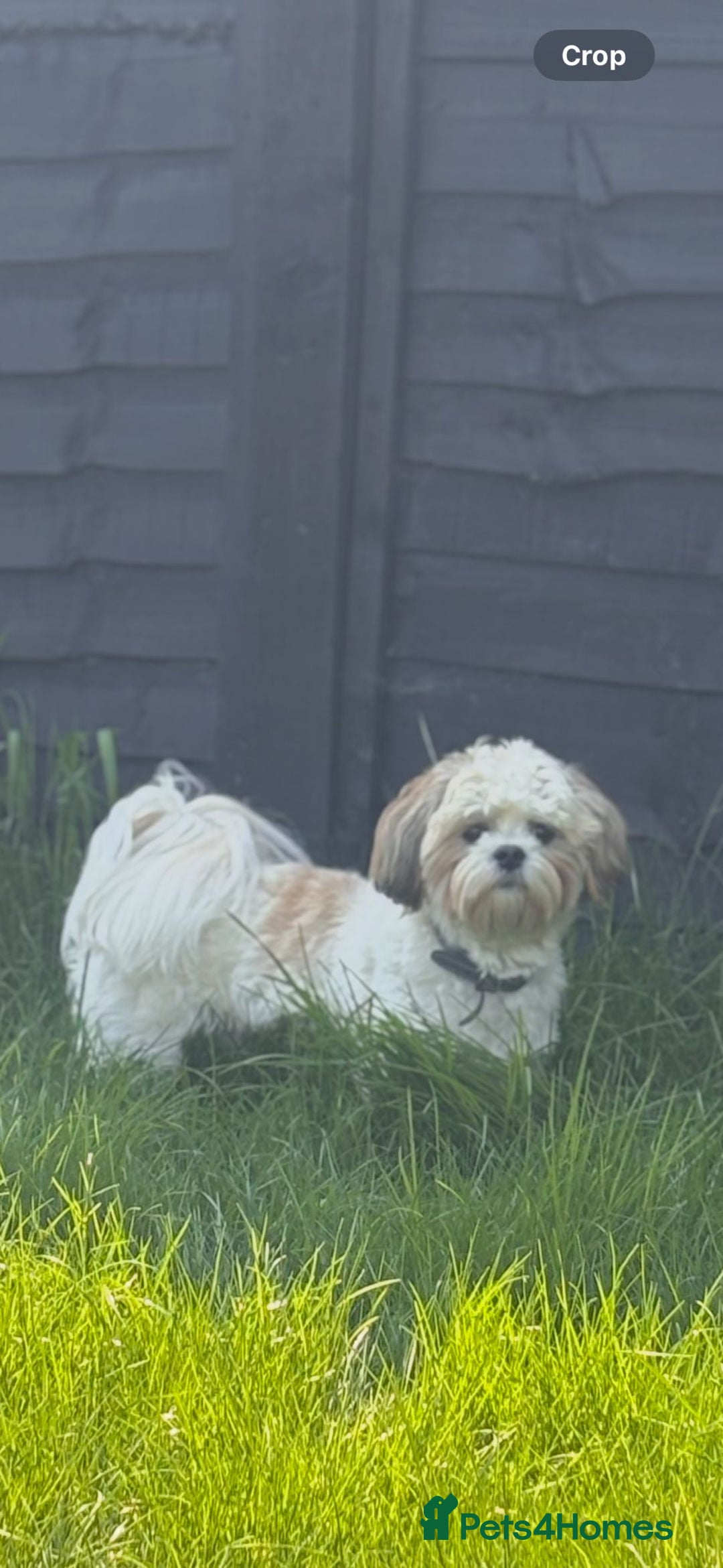 Malshi dogs for sale: Looking for a forever home - Image 6