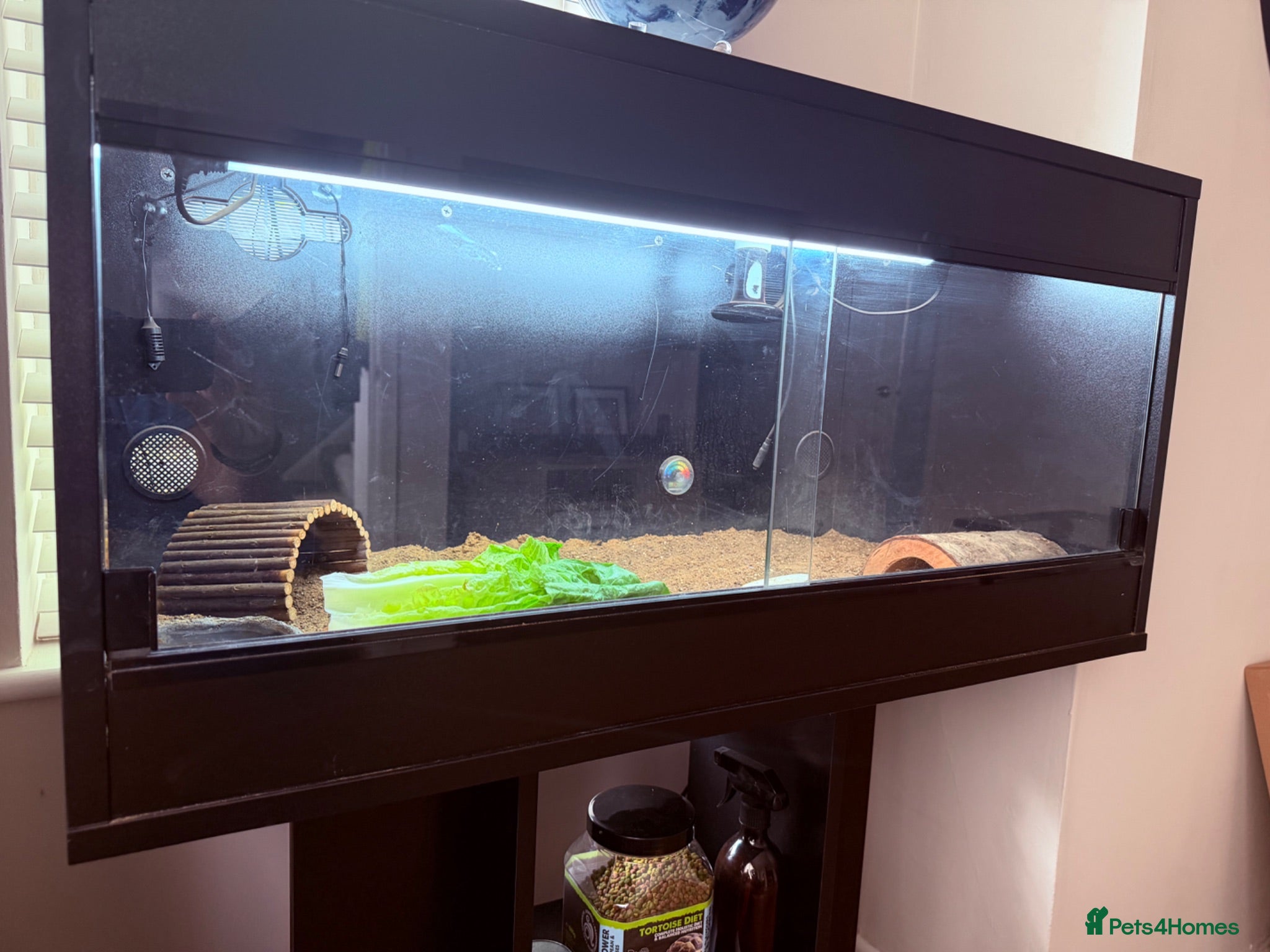 Tortoise reptiles 2 Horsfield Tortoises + Complete Viv Setup – £400 - Advert 2