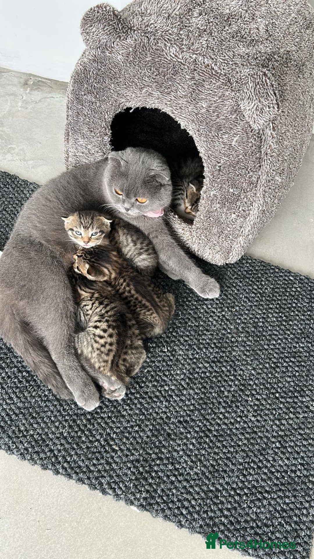 Scottish Fold cats for sale: 🐾 Scottish Fold Kittens for Sale 🐾 - Image 6