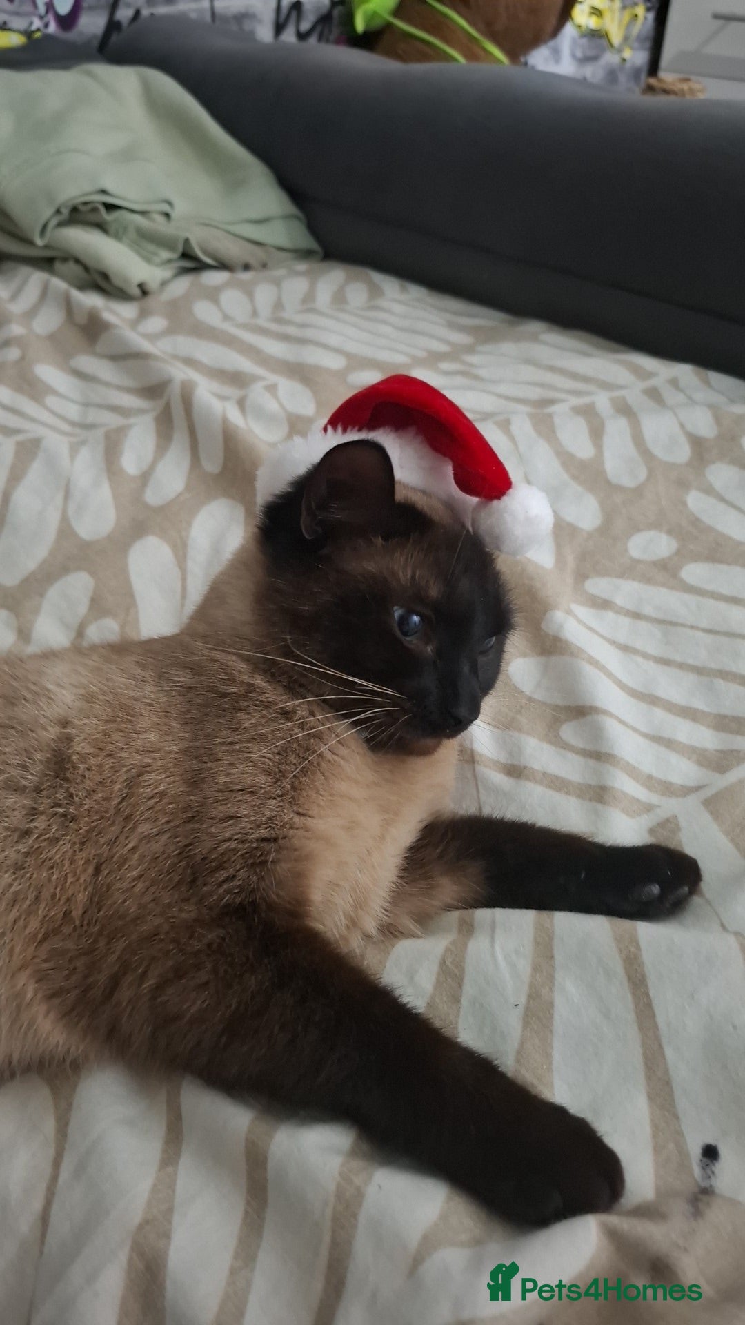 Mixed Breed cats Part rag doll kittens for sale - Advert 3