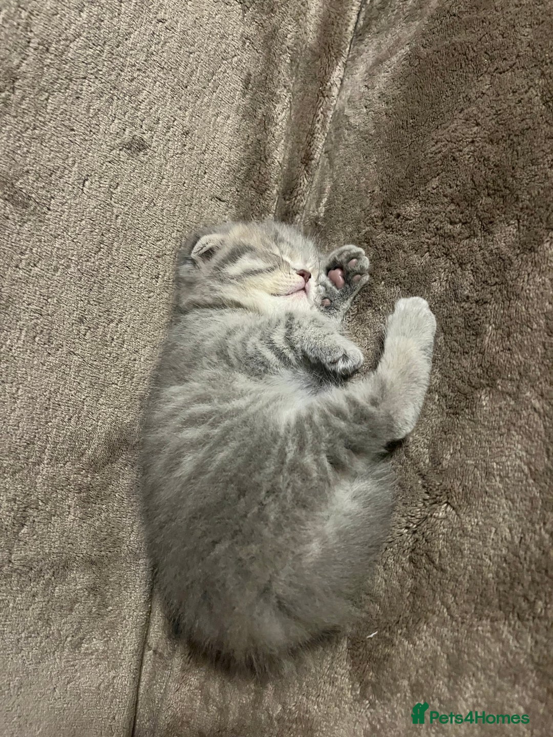 Scottish Fold cats for sale: Scottish Fold male kitten  - Advert 6