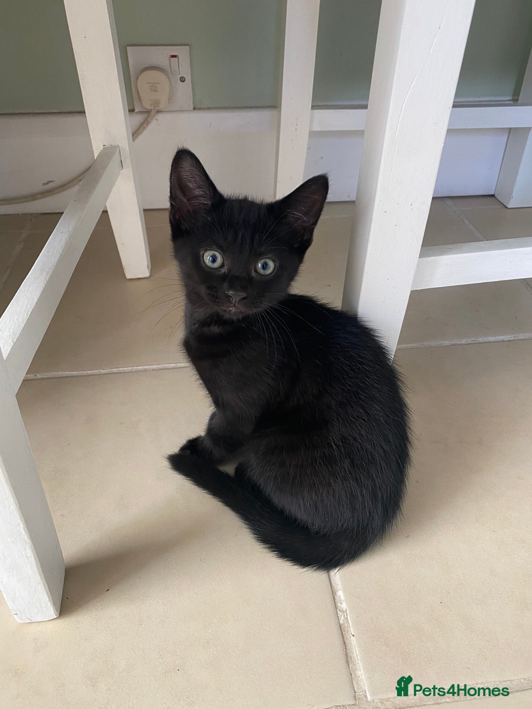 Mixed Breed cats for sale: Two girls and one boy kitten available - Image 8